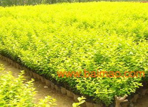 优质金叶女贞,想要选购金叶女贞就来锦荣花卉苗木公司,优质金叶女贞,想要选购金叶女贞就来锦荣花卉苗木公司生产厂家,优质金叶女贞,想要选购金叶女贞就来锦荣花卉苗木公司价格