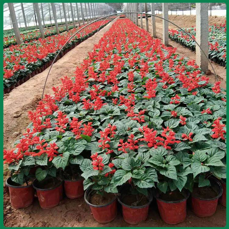 盆栽一串红 一串红盆栽 串红种植基地 - 青州市诺森花卉苗木
