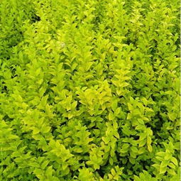 青州金叶女贞价格 青州市志超花卉苗木专业合作社 四季草花,水生植物,绿化苗木,地被植物,种