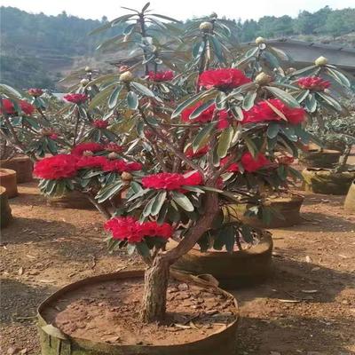 秦皇岛盆栽大树杜鹃苗木种植技术好