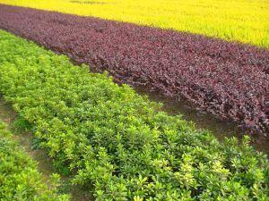 园林植物_长沙县跳马镇鸿吉苗圃-