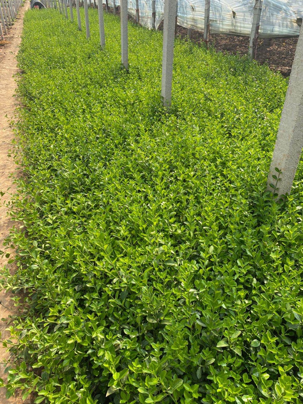 宸涵 小叶扶芳藤种植基地 大量出售扶芳藤幼苗 - 青州市宸涵花卉苗木