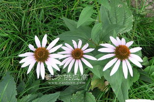 松果菊种植 君诚花卉苗木 在线咨询 江西松果菊图片